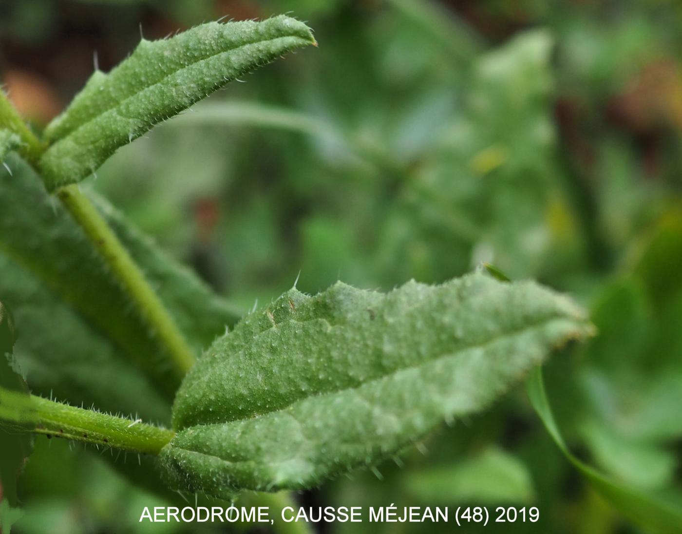 Bugloss, Field leaf